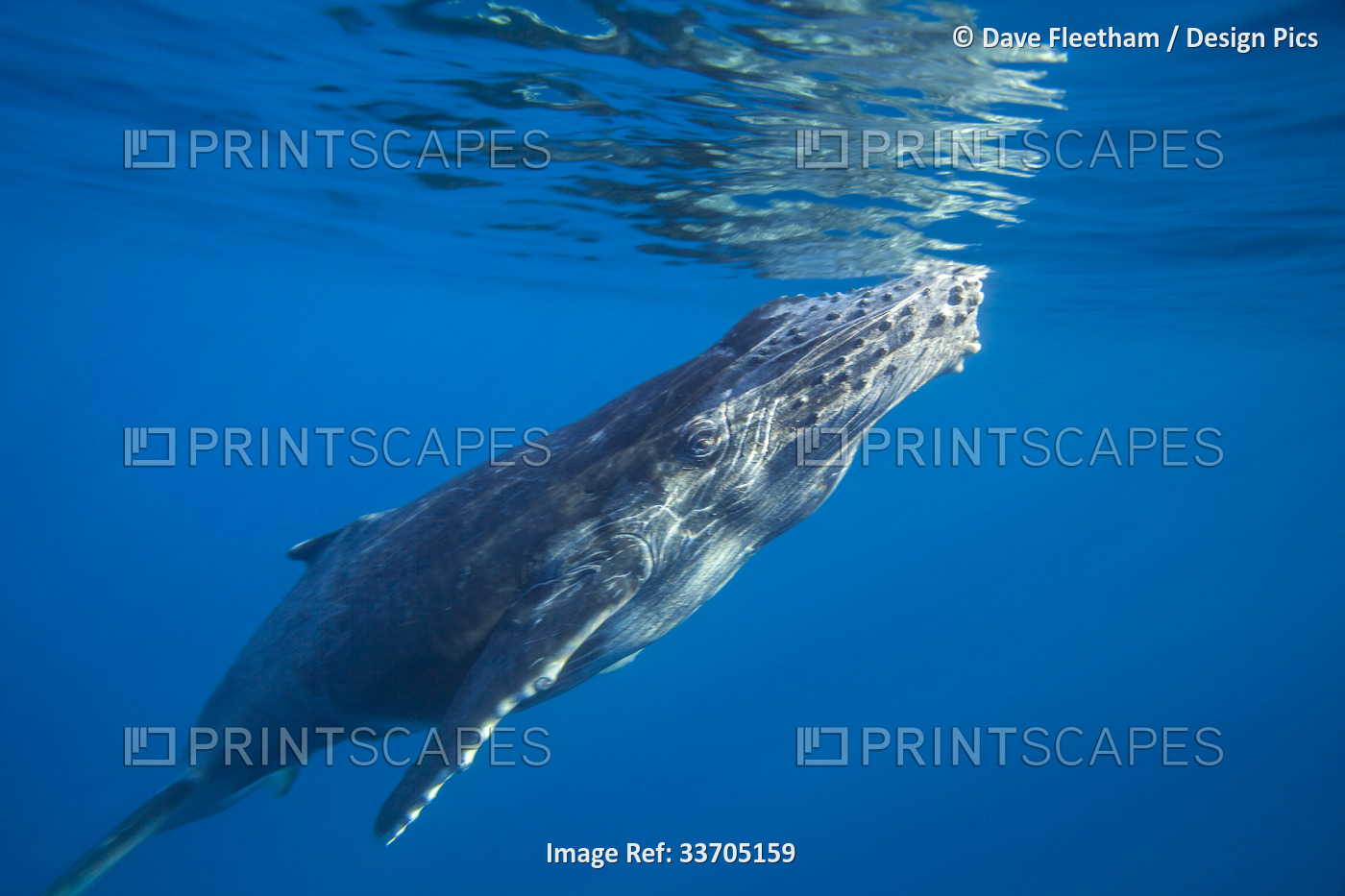 This curious Humpback whale (Megaptera novaeangliae) surfaces off the island of ...