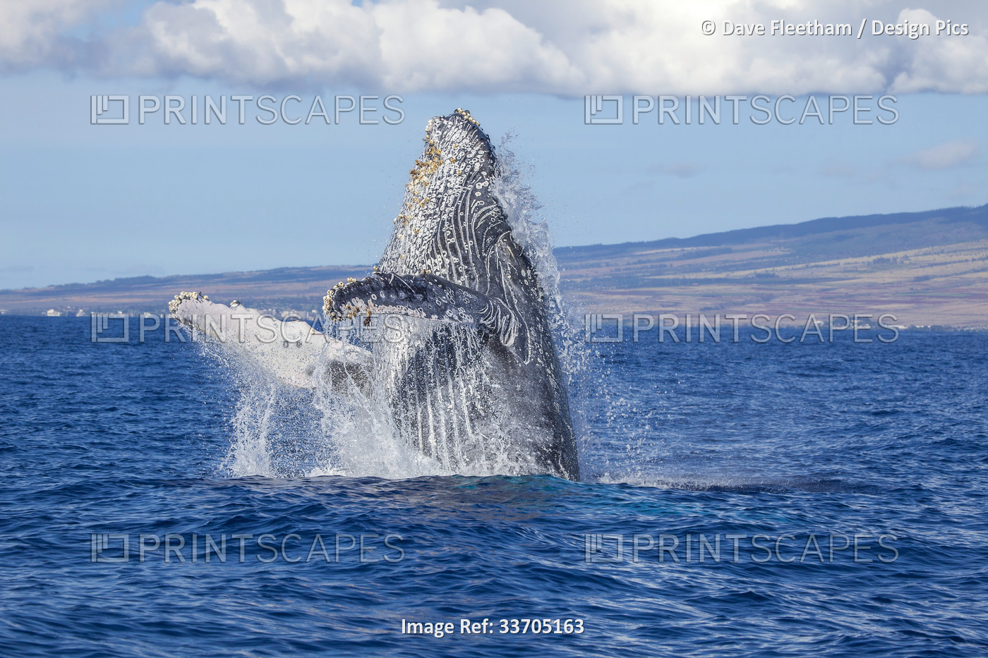 Breaching humpback whale (Megaptera novaeangliae); Hawaii, United States of ...