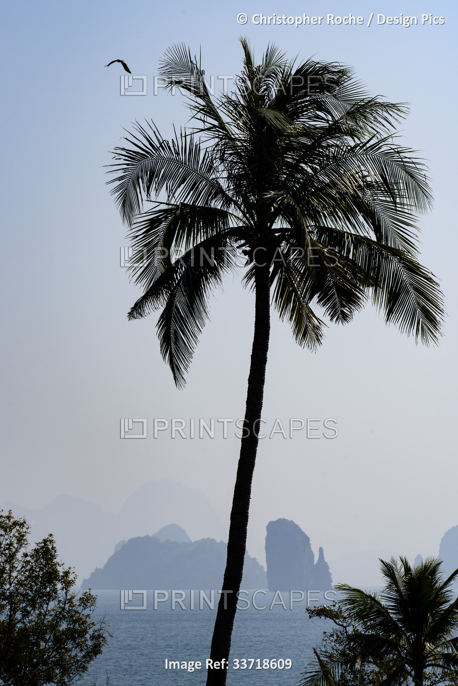 Palm tree, bird and karst formations show tropical beauty in Phang nga Bay; ...