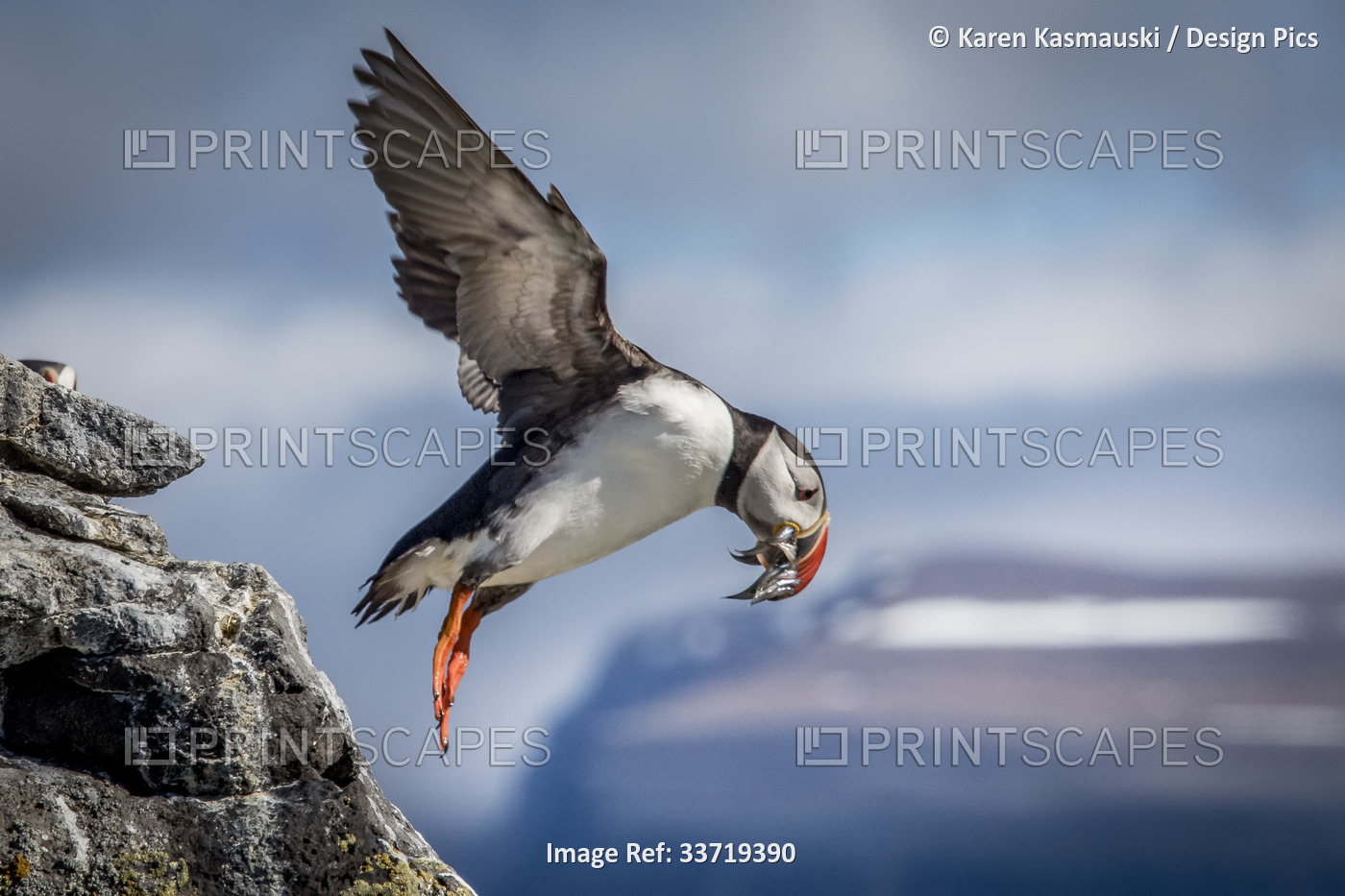 Atlantic Puffin (Fratercula arctica) taking flight with a beak full of fish. ...
