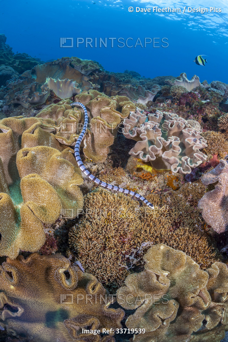 Banded Sea Krait or Yellow-lipped Sea Krait (Laticauda colubrina) are a type of ...
