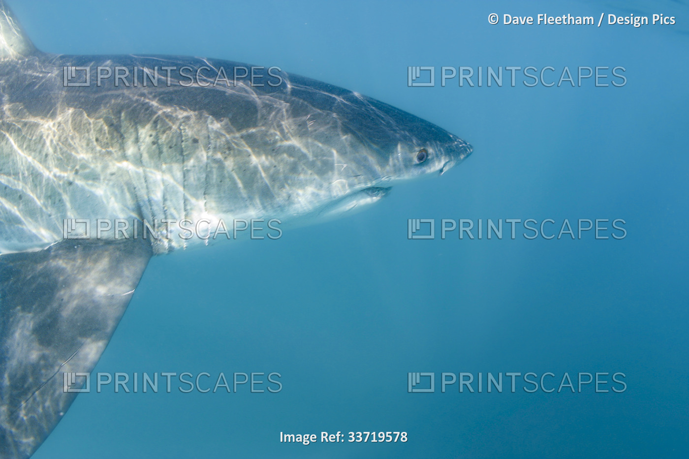 This portrait of a Great white shark (Carcharodon carcharias) was photographed ...