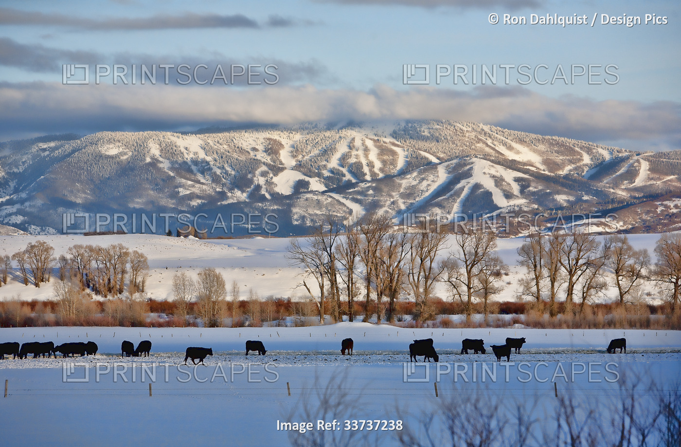 Cows grazing in a snow covered field with the Steamboat Springs Ski Area in the ...