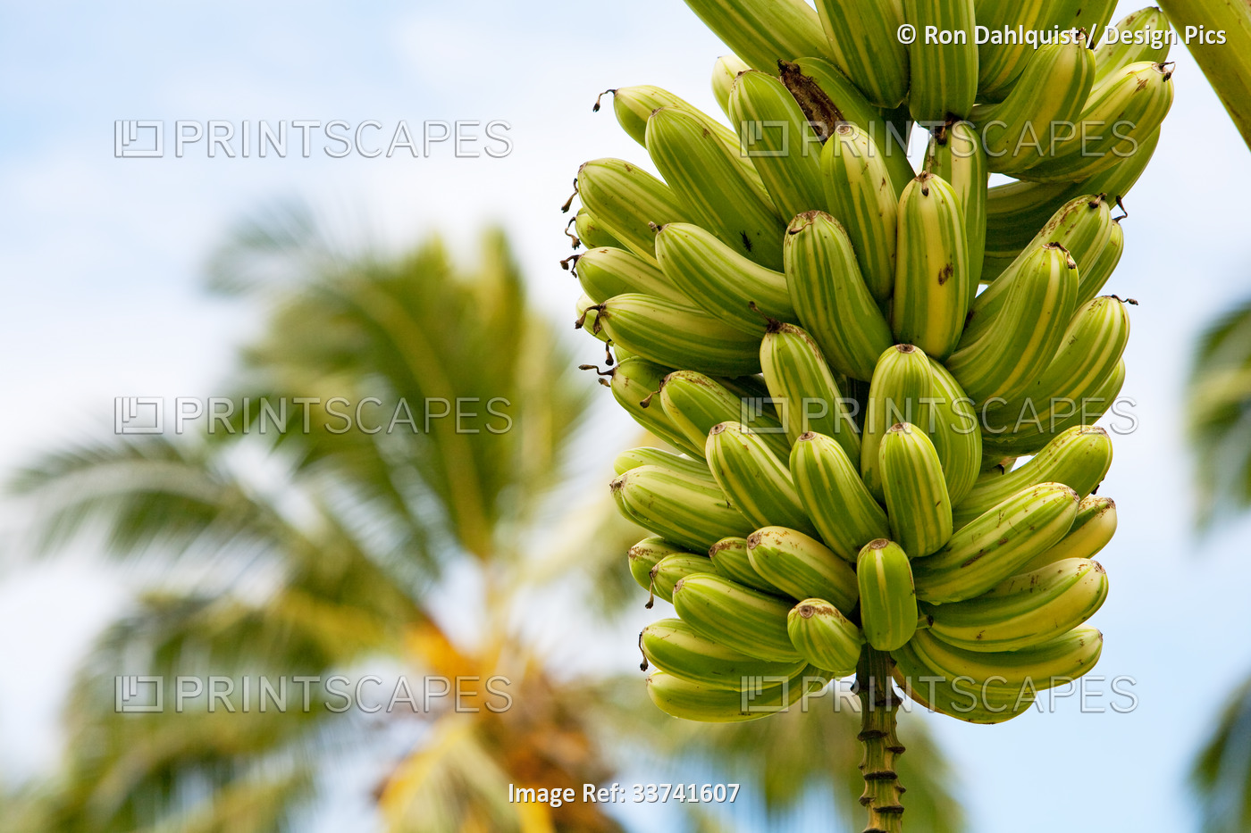 Stalk of variegated bananas,Dwarf Hawaiian Variegated Bananas (Musaceae) ...