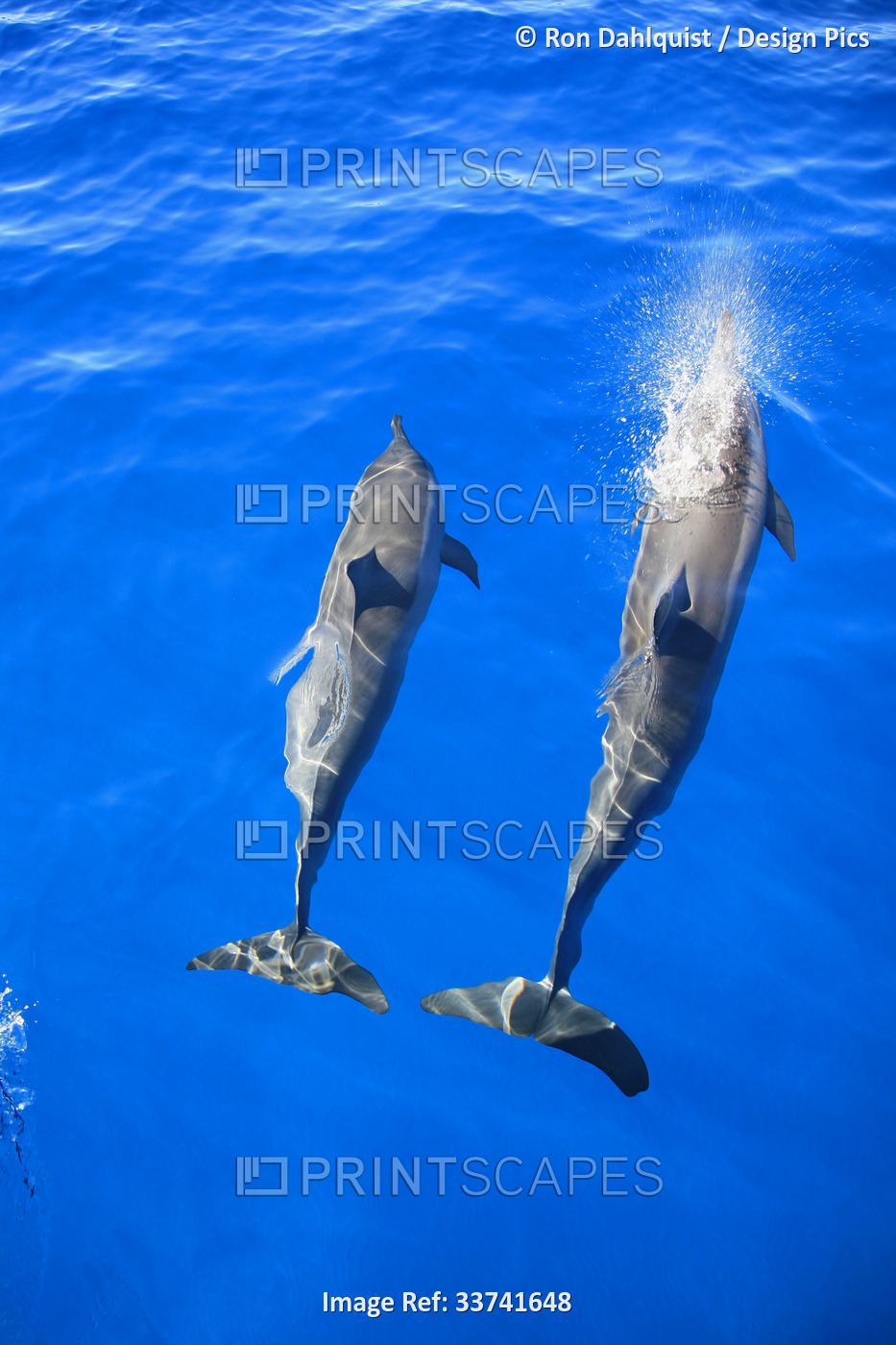 A pair of spinner dolphins (Stenella longirostris) swimming in the bright blue ...