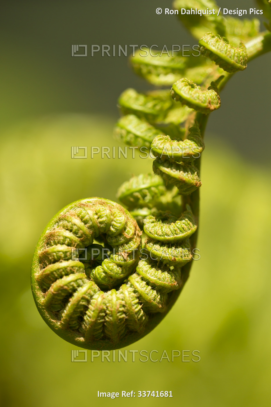 Close-up of Hapu'u Fern or Hawaiian Tree Fern (Cibotium menziesii) just ...