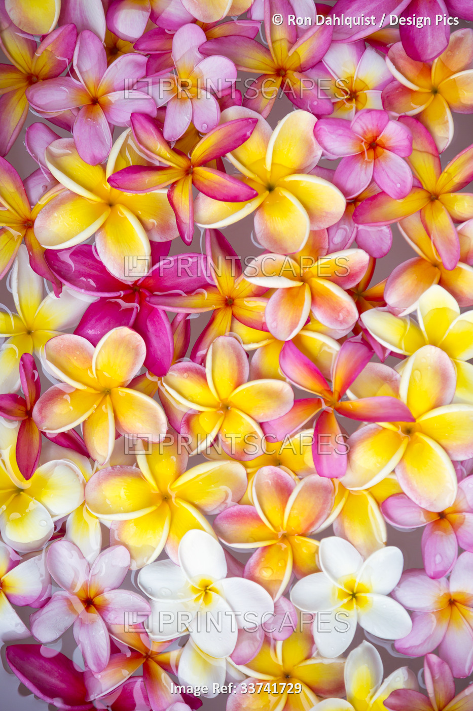 Close-up of a variety of colors of Plumeria blossoms, (Frangipani); Maui, ...