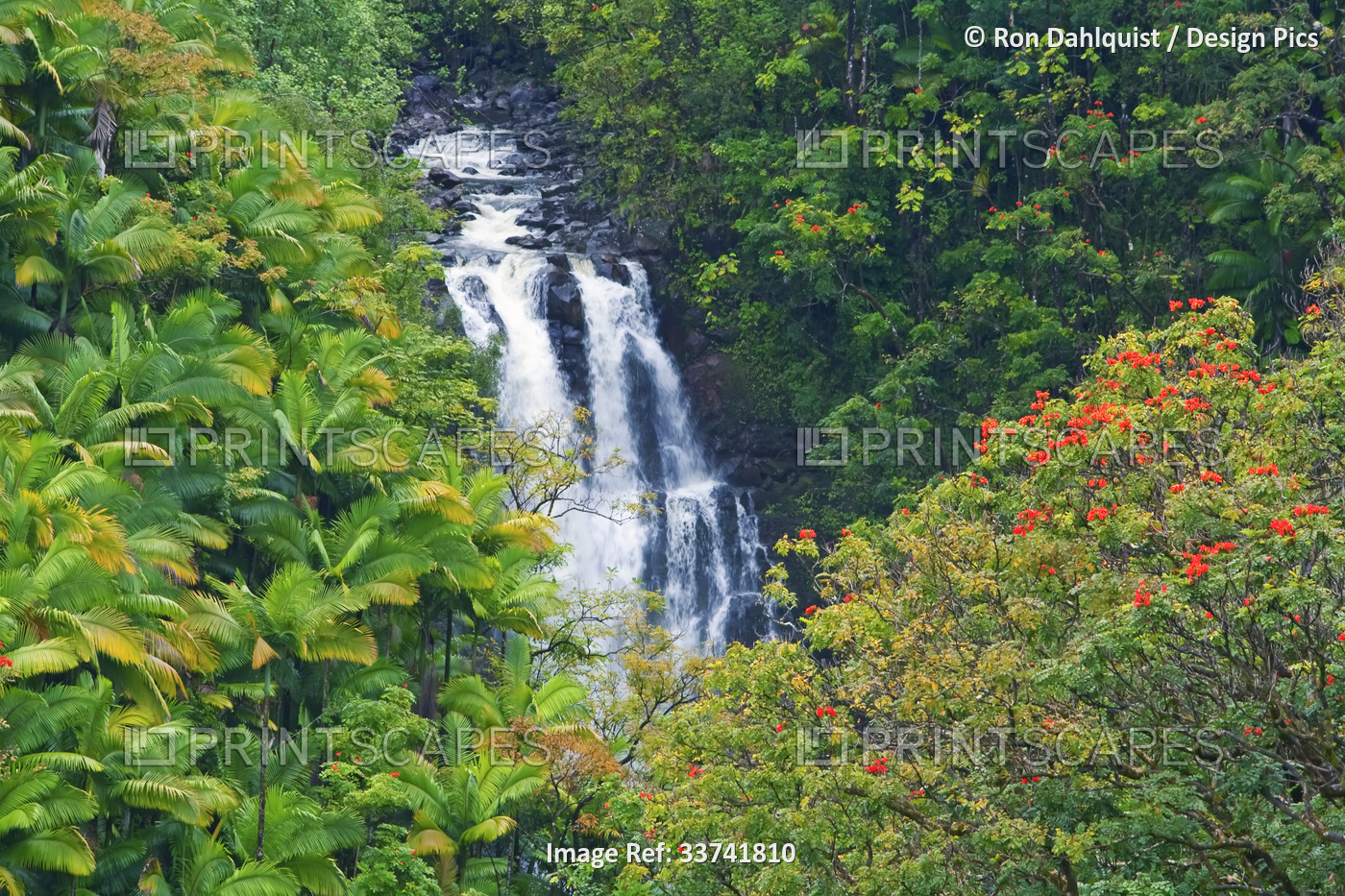 Rain forest along Nanue Falls and African Tulip trees (Spathodea campanulata) ...