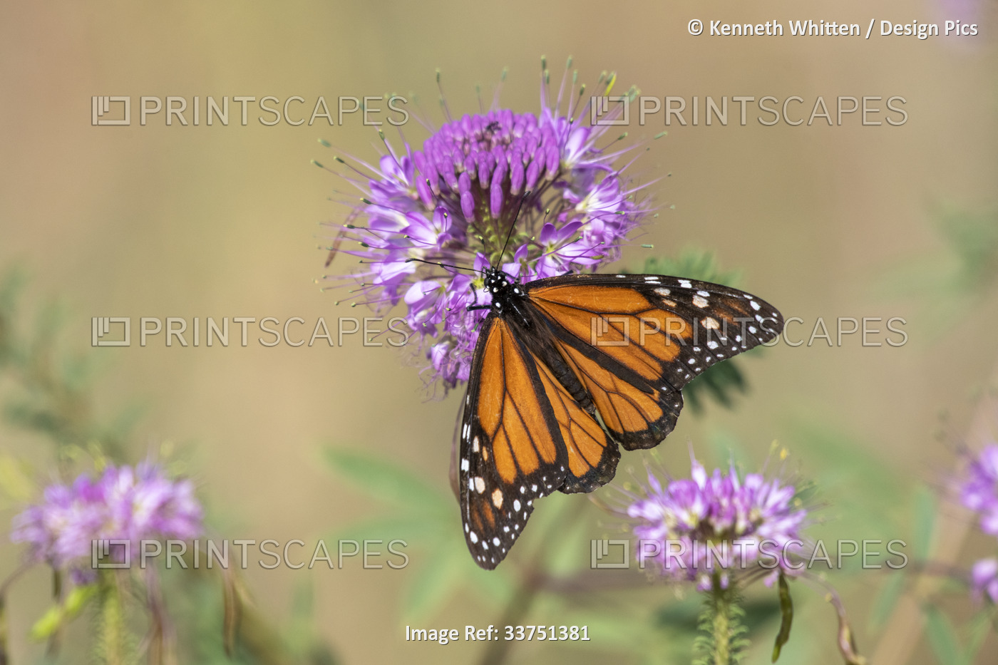 Monarch Butterfly (Danaus plexippus) on the pink flower of a Rocky Mountain Bee ...