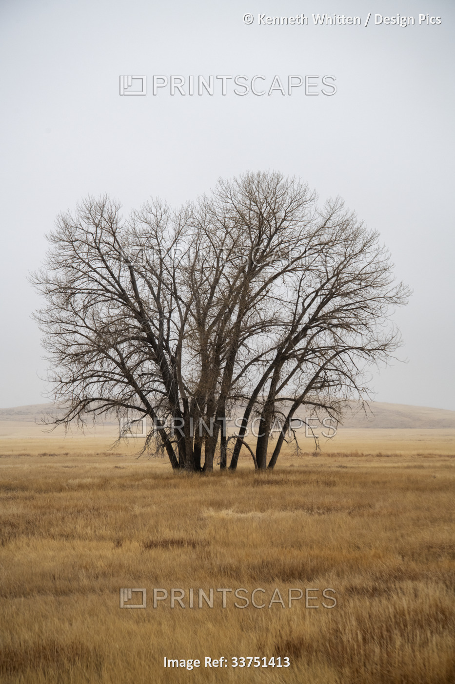Bare trees and winter-brown grass at the Rocky Mountain Arsenal National ...