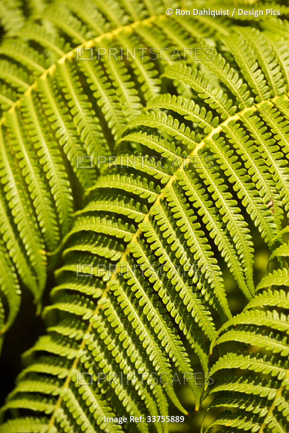 close-up of Hapu'u Fern or Hawaiian Tree Fern (Cibotium menziesii) fronds fully ...