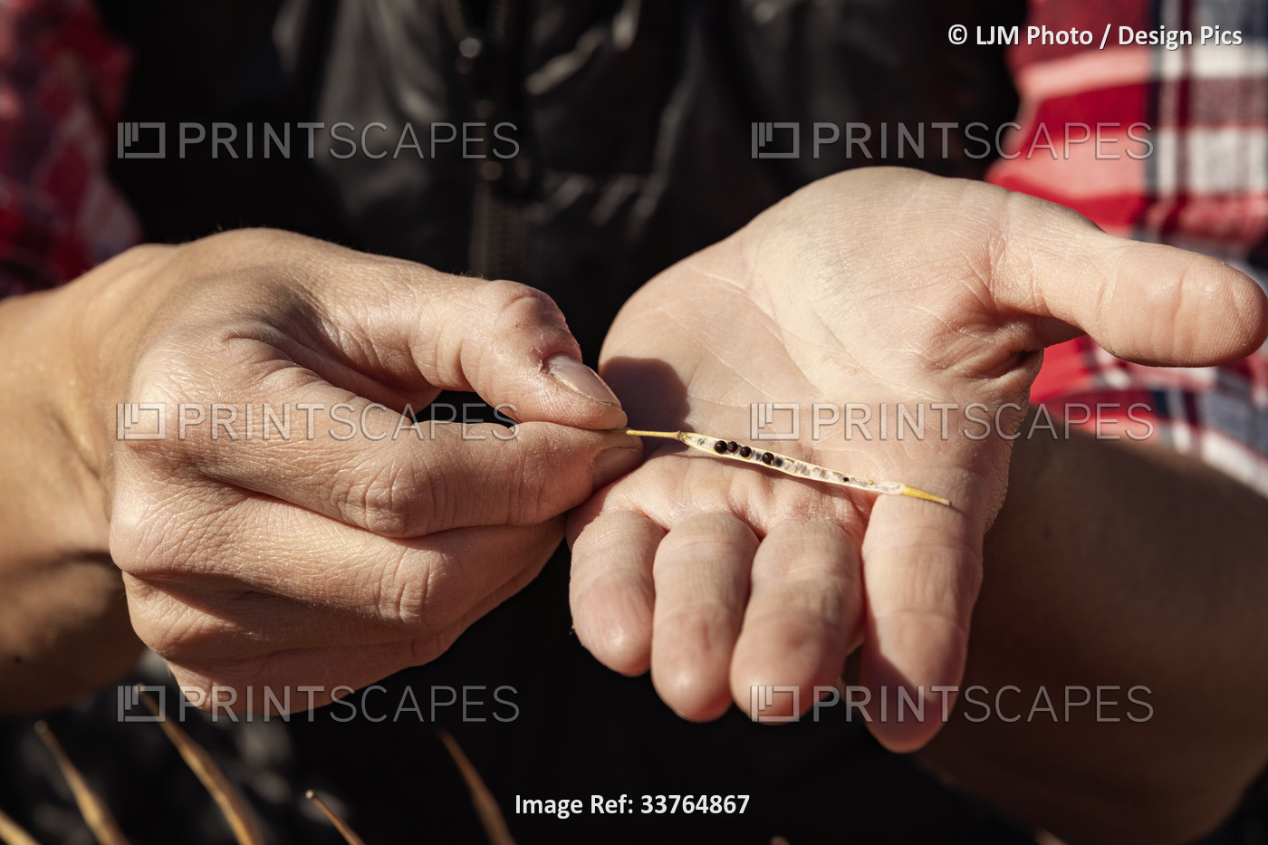 Close-up of the hands of a woman farmer holding and examining a ripened canola ...
