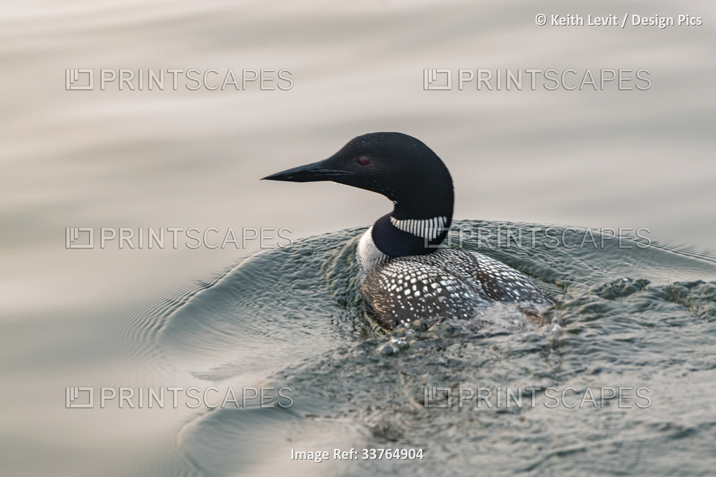 Adult Common loon (Gavia immer)  in breeding plumage swimming on the water, ...