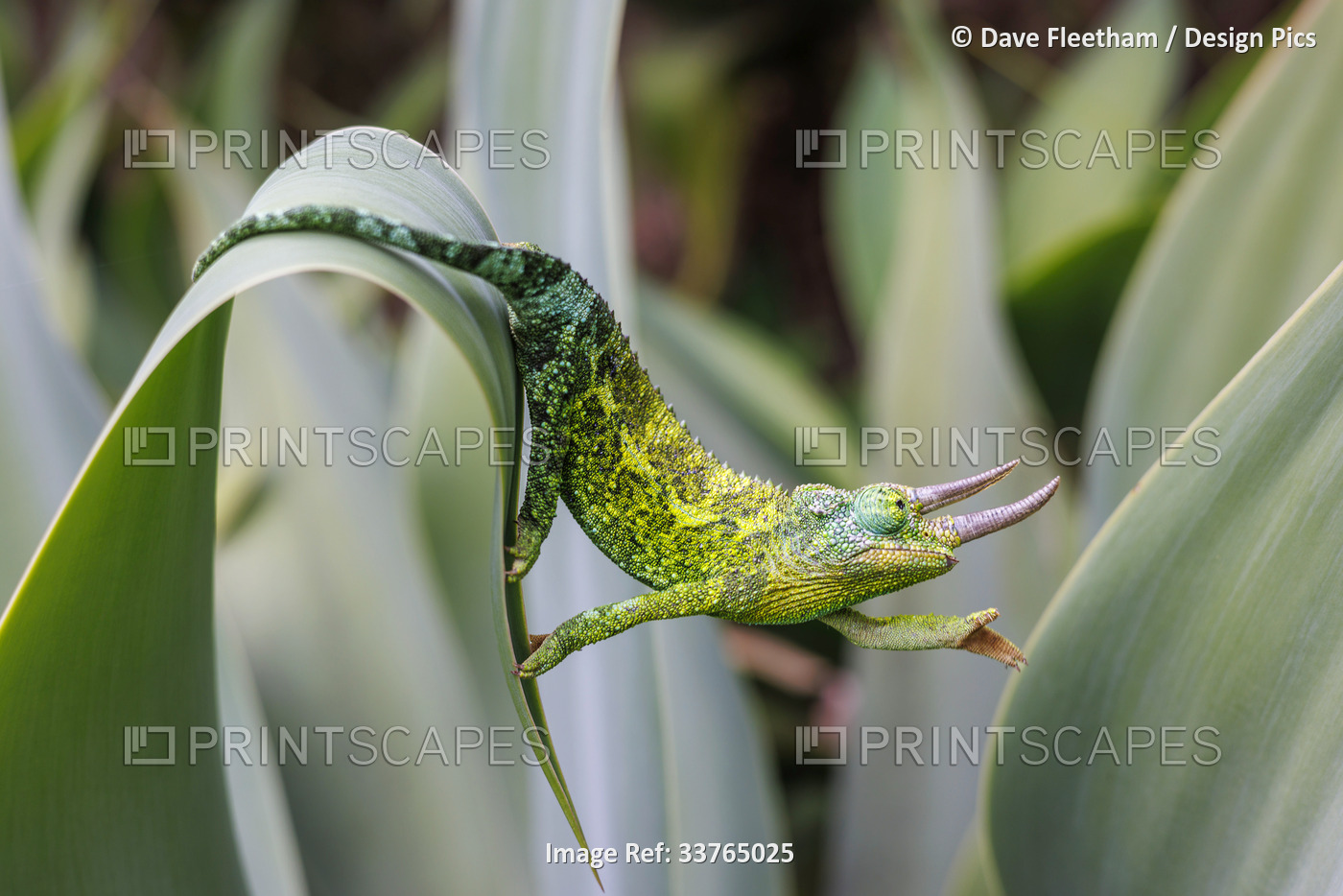 This male Jackson's Chameleon (Chamaeleo jacksoni) reaches for the next leaf.  ...