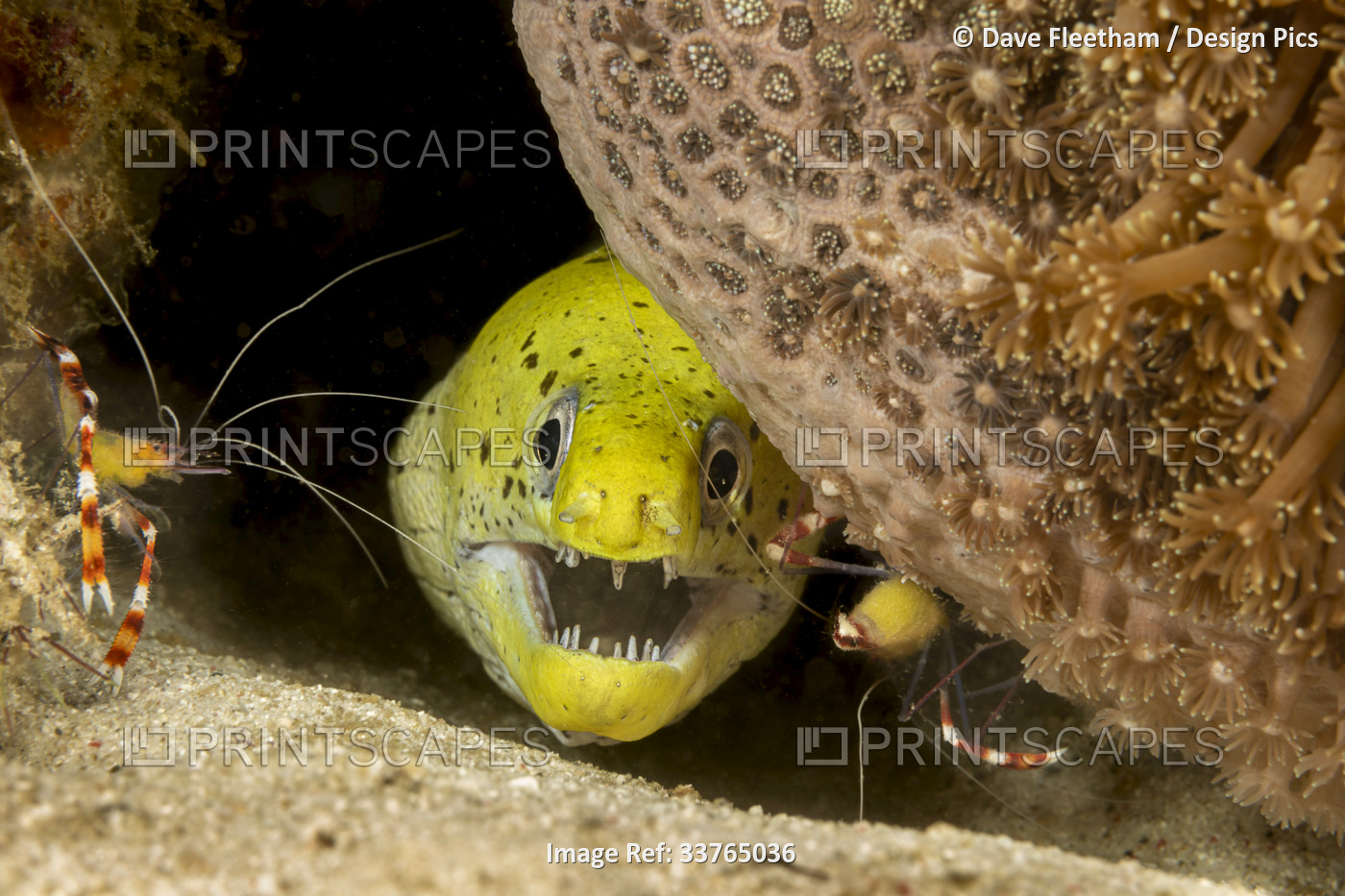 A Fimbriated moray (Gymnothorax fimbriatus) with two banded coral shrimp ...