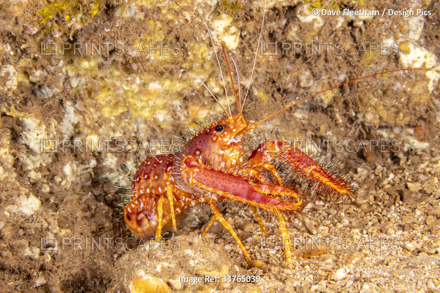 The Red reef lobster (Enoplometopus occidentalis) is sometimes called the ...