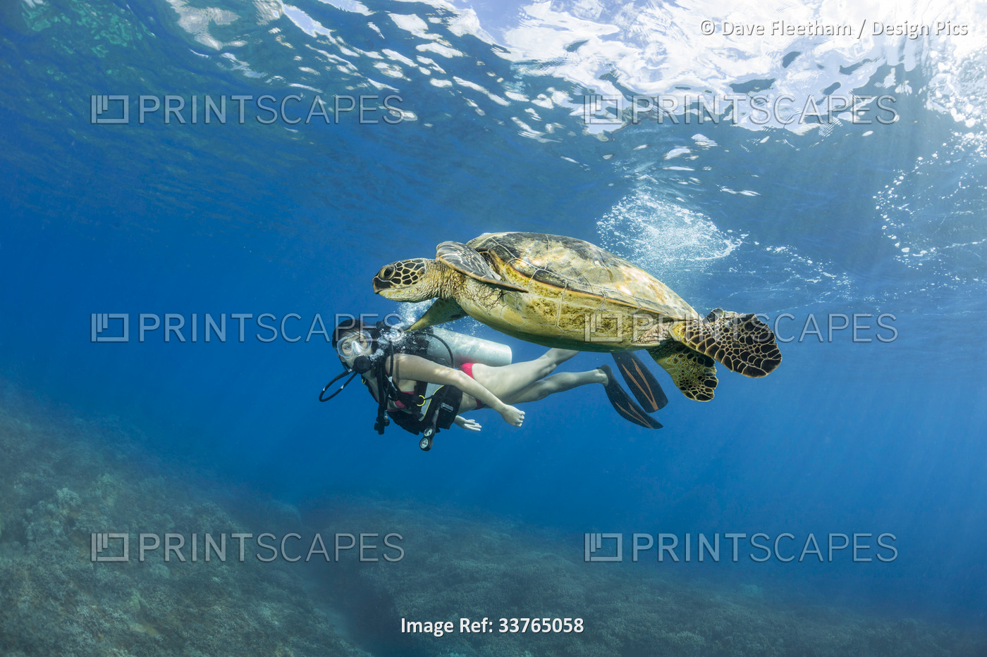 Diver with an endangered species, the Green sea turtle (Chelonia mydas); ...