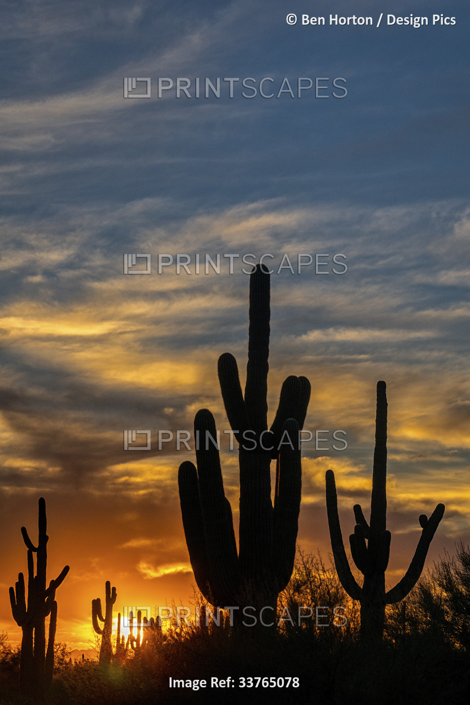 Saguaro Cactus (Carnegiea gigantea) silhouetted at sunset; Phoenix, Arizona, ...