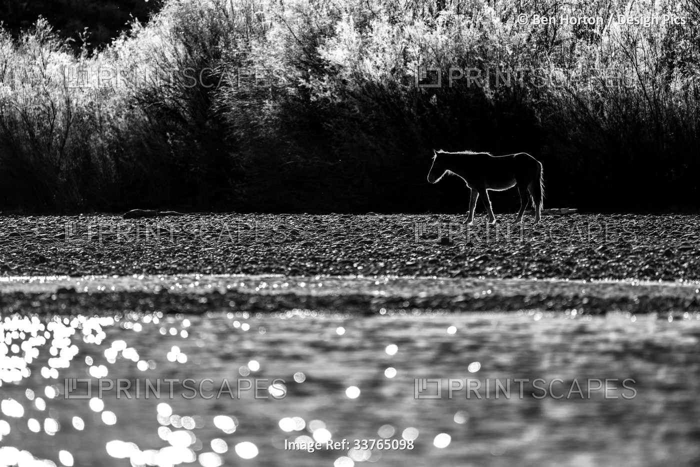 A Wild horse, backlit by the sunlight, walking along a shimmering Salt River; ...