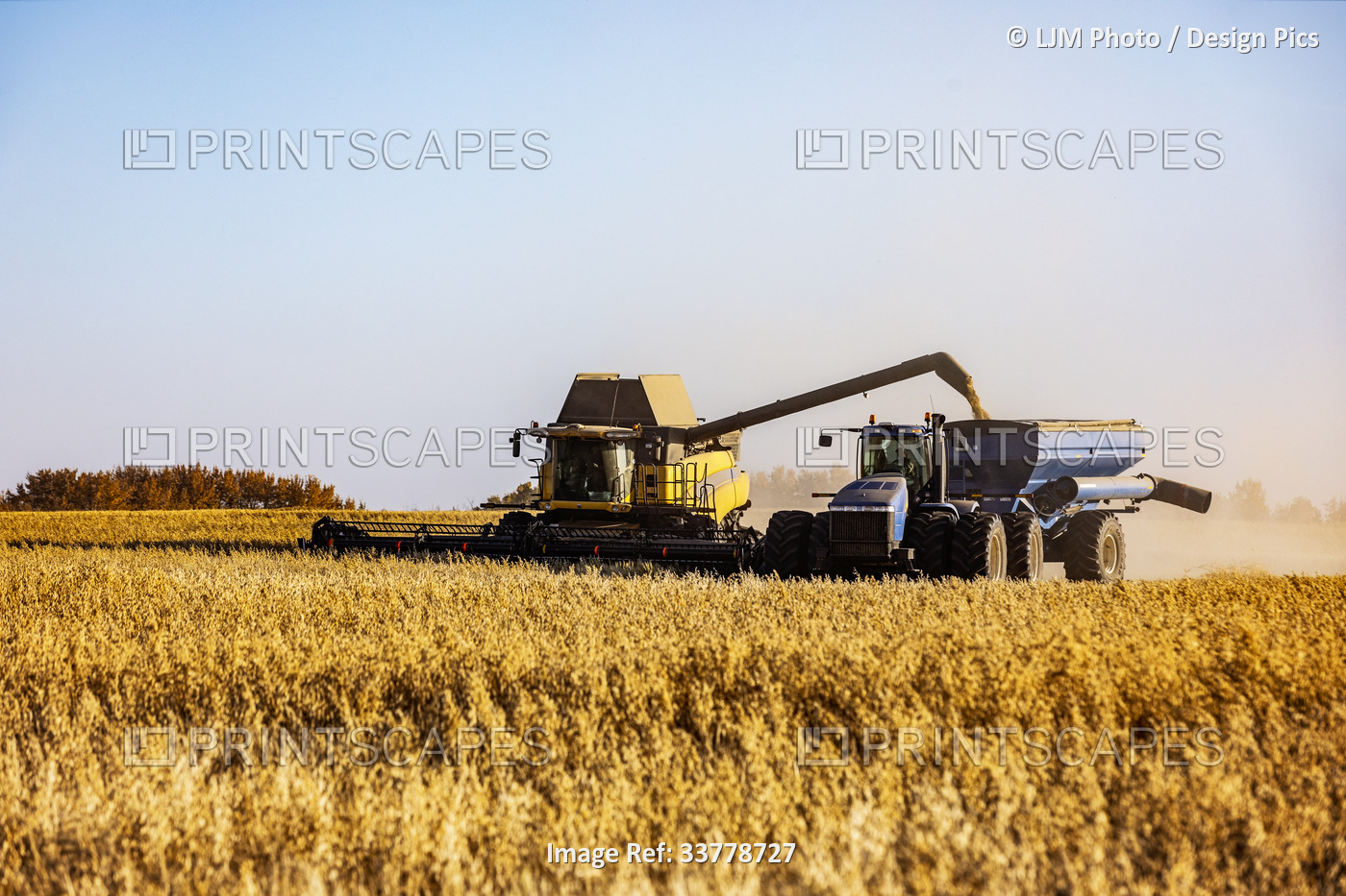 A farmer combining and offloading a mixed crop of oats and barley into a ...