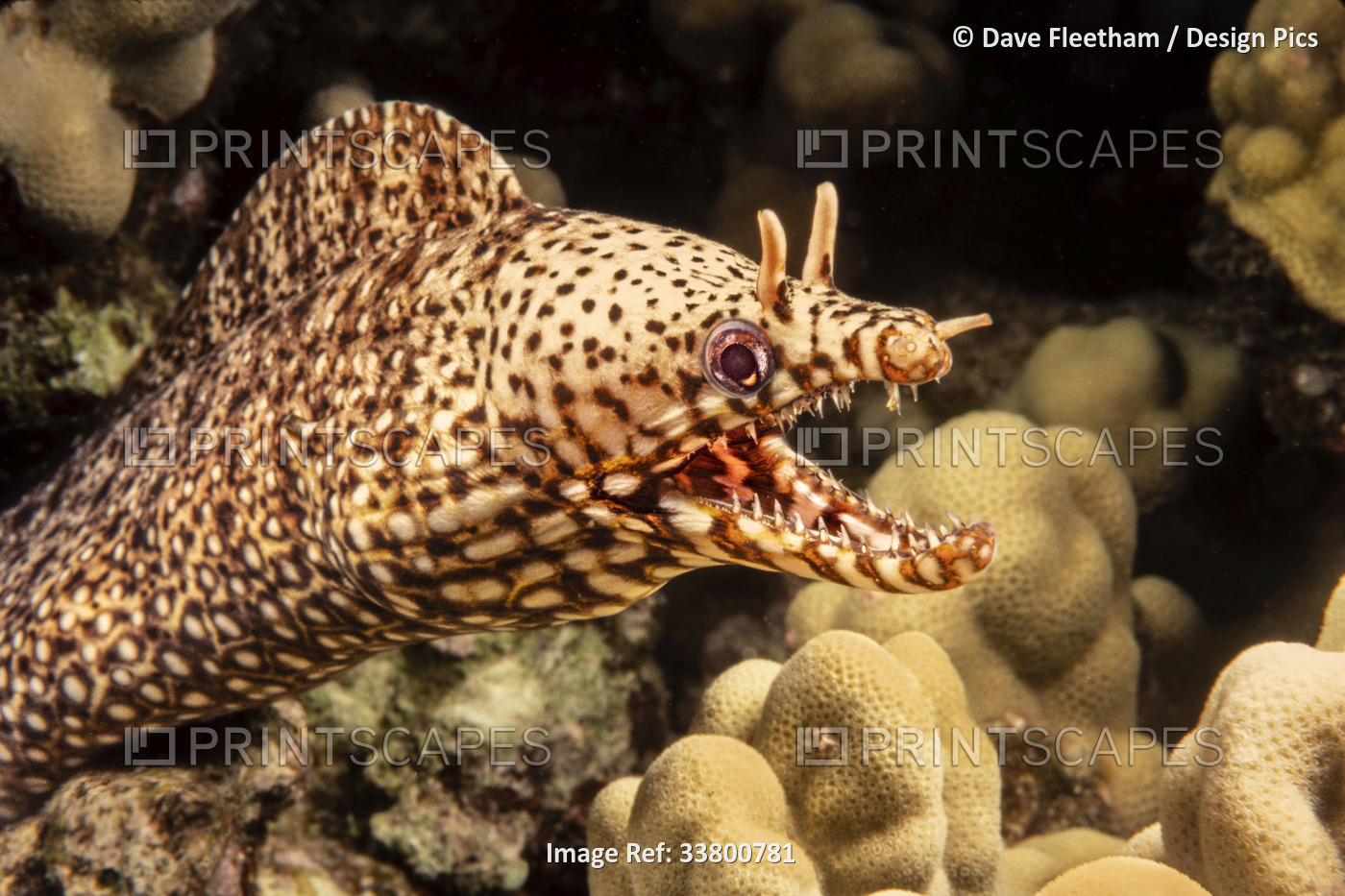 Dragon moray eel (Enchelycore pardalis) off the island of Maui, Hawaii; Maui, ...