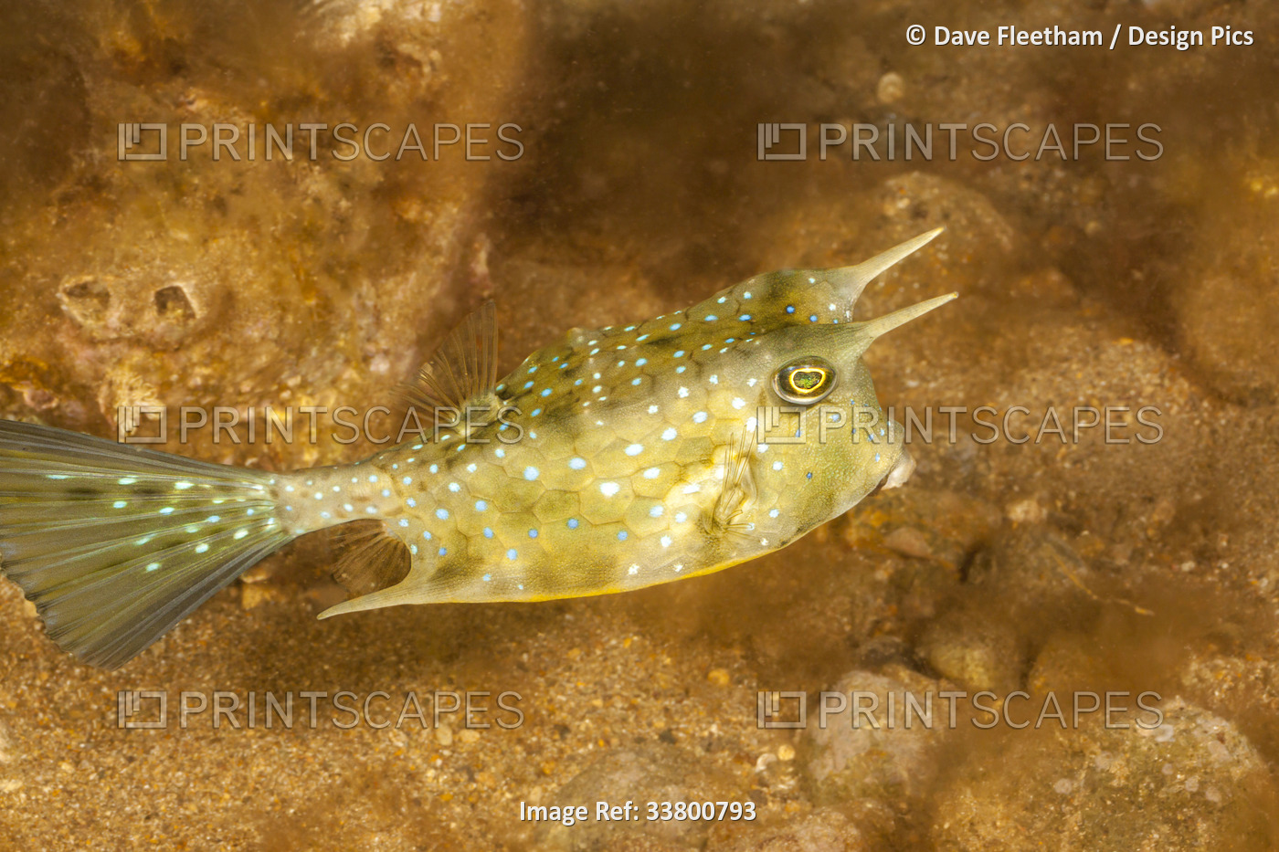 The longhorn cowfish (Lactoria cornuta) is also known as the horned boxfish. It ...