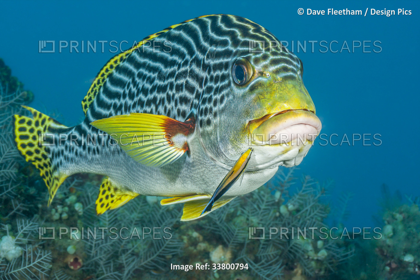 Lined sweetlips (Plectorhinchus lineatus) with a cleaner wrasse (Labroides ...