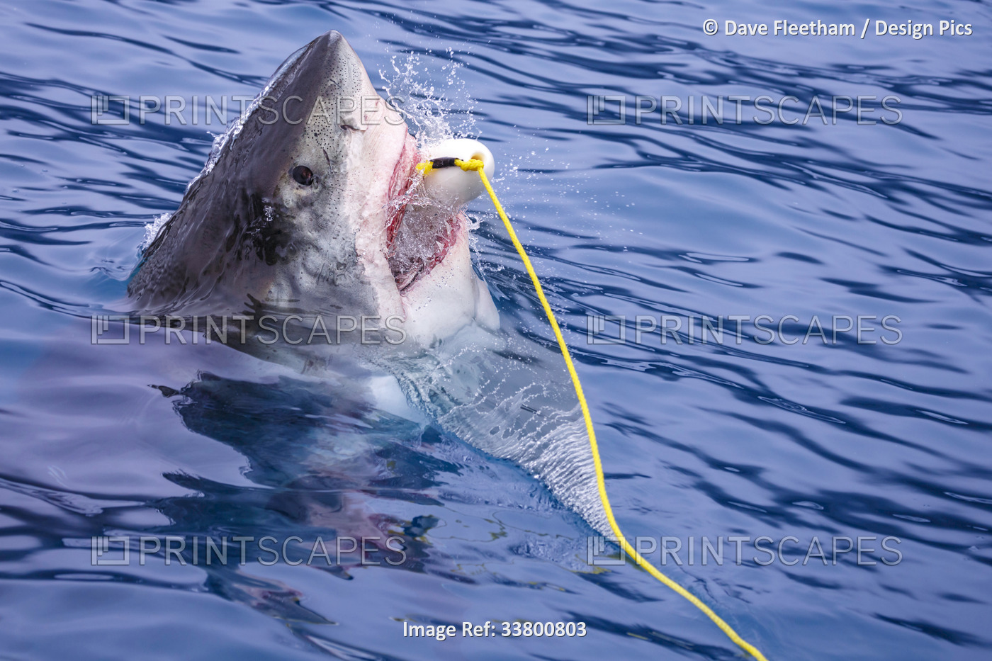 This Great White Shark (Carcharodon carcharias) was photographed biting a bait ...