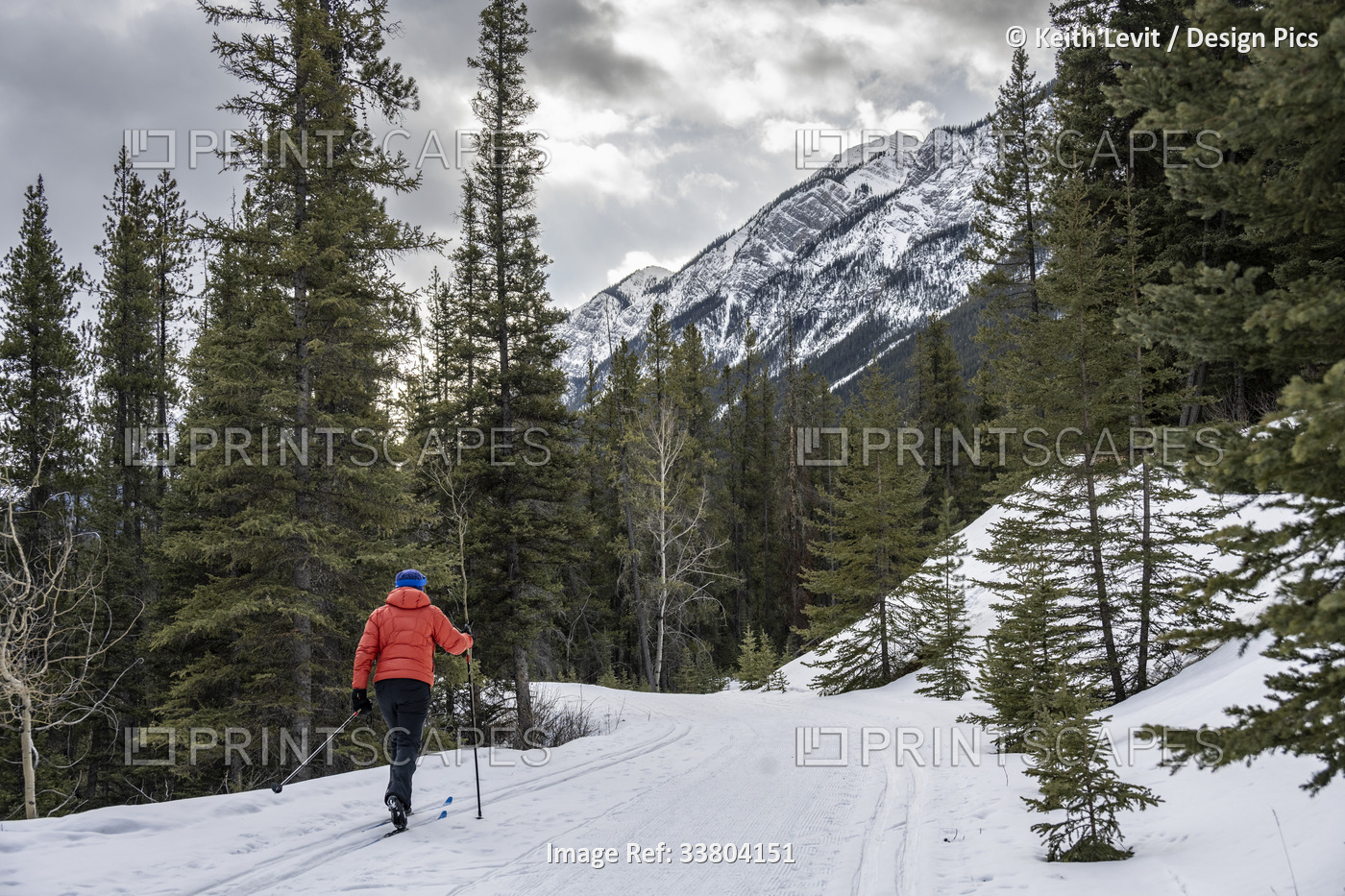 Female skier is cross-country skiing in the Rocky Mountains of Banff National ...
