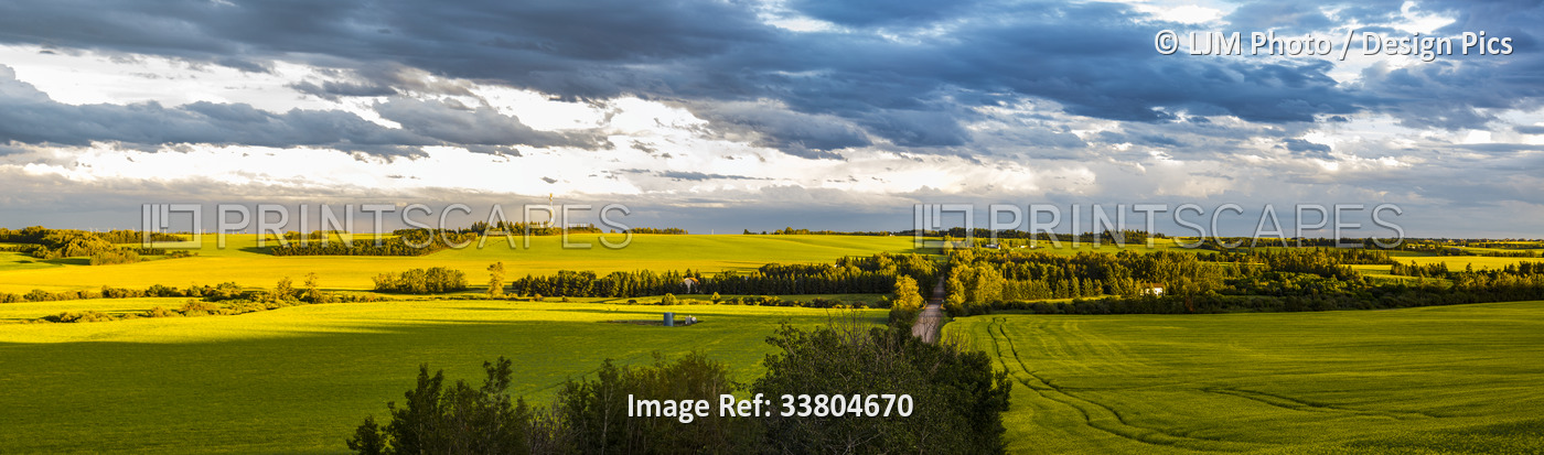 Panoramic landscape view of the Sturgeon River Valley with canola crops in full ...
