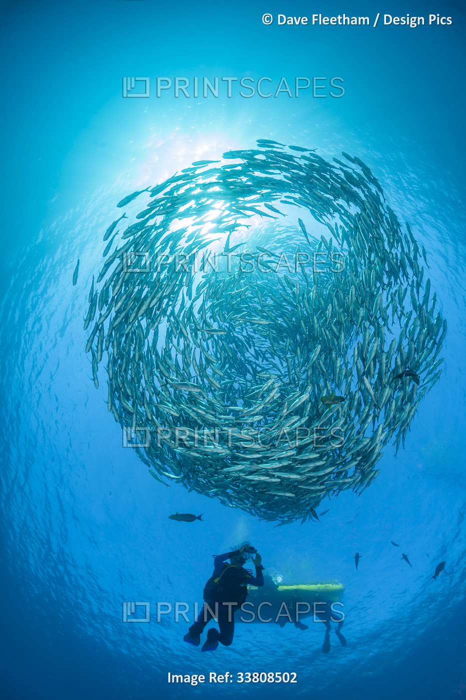 Divers and schooling Bigeye jacks (Caranx sexfasciatus); Bali, Indonesia