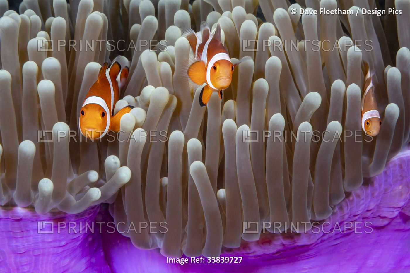 As you move East, the Western clown anemonefish (Amphiprion ocellaris), ...