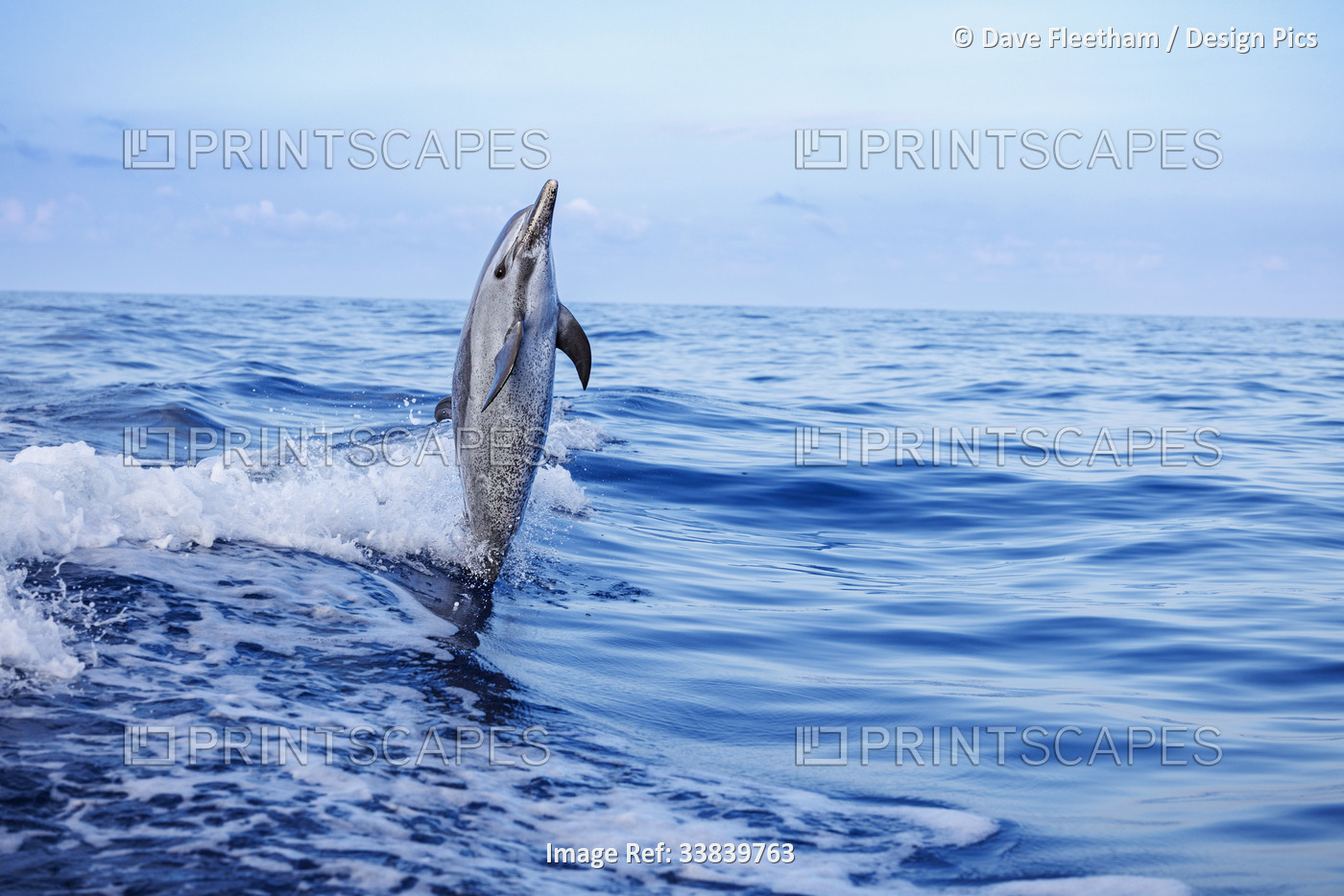 Pantropical spotted dolphin (Stenella attenuata) leaps out of open ocean; ...