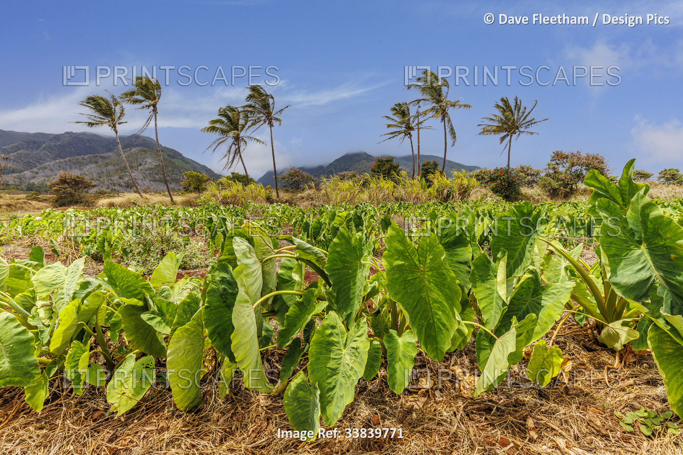 Dry land taro (Colocasia esculenta) known as Kalo in Hawaiian, is a culturally ...