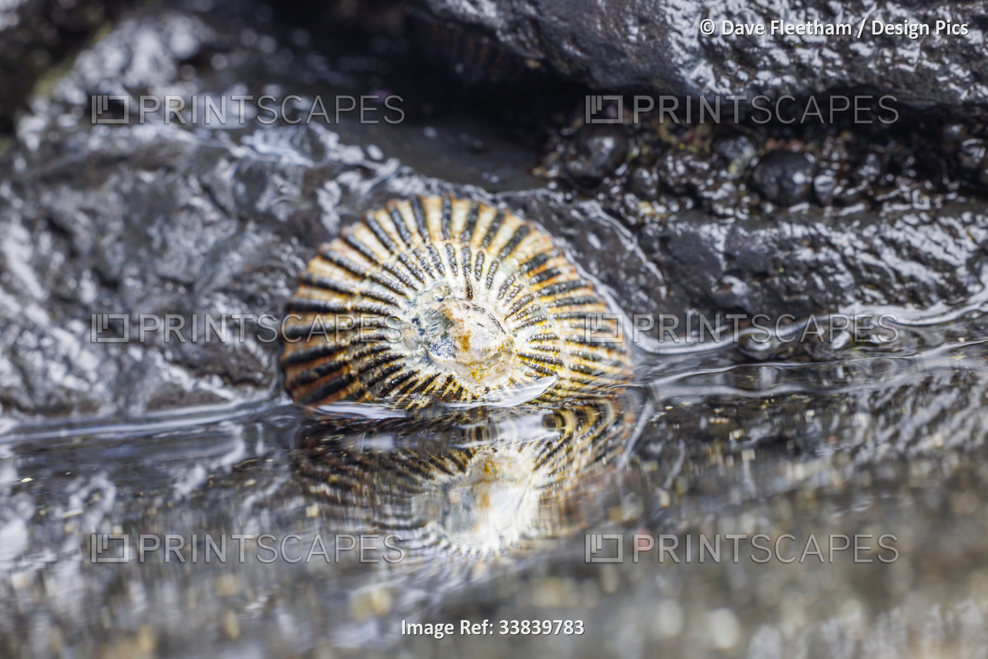 Opihi (Cellana sandwicensis) is an endemic type of limpet found in Hawai'i. It ...