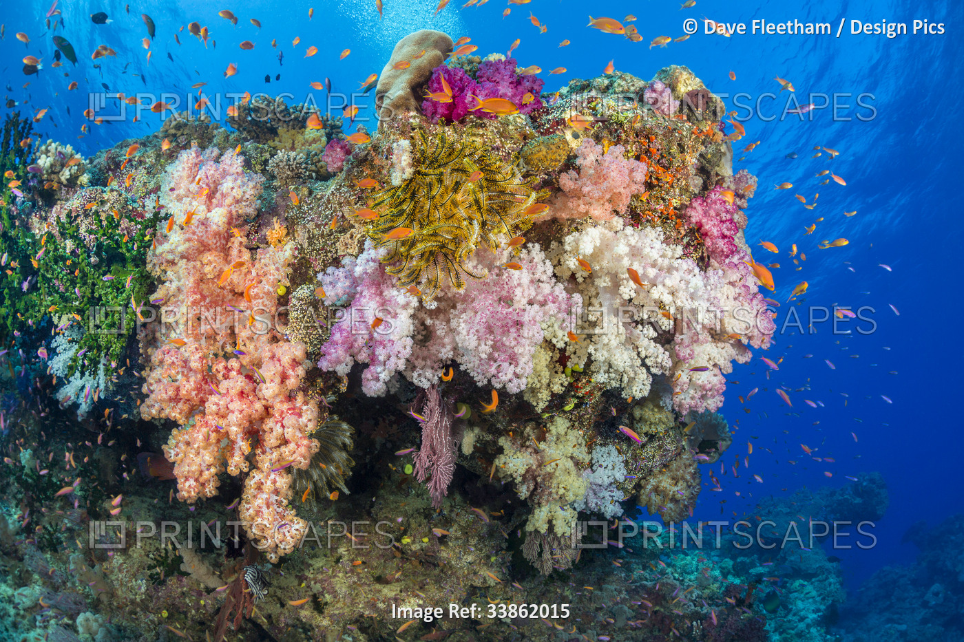 Alconarian coral and a crinoid with schooling anthias dominate this Fijian reef ...