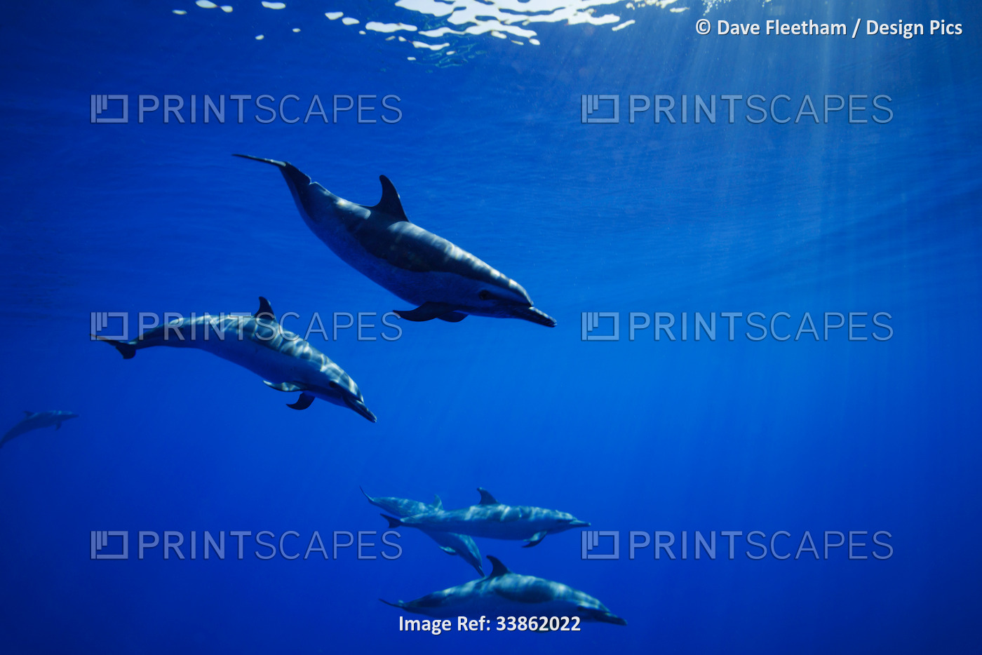 Pantropical spotted dolphins (Stenella attenuata) swim through shafts of ...