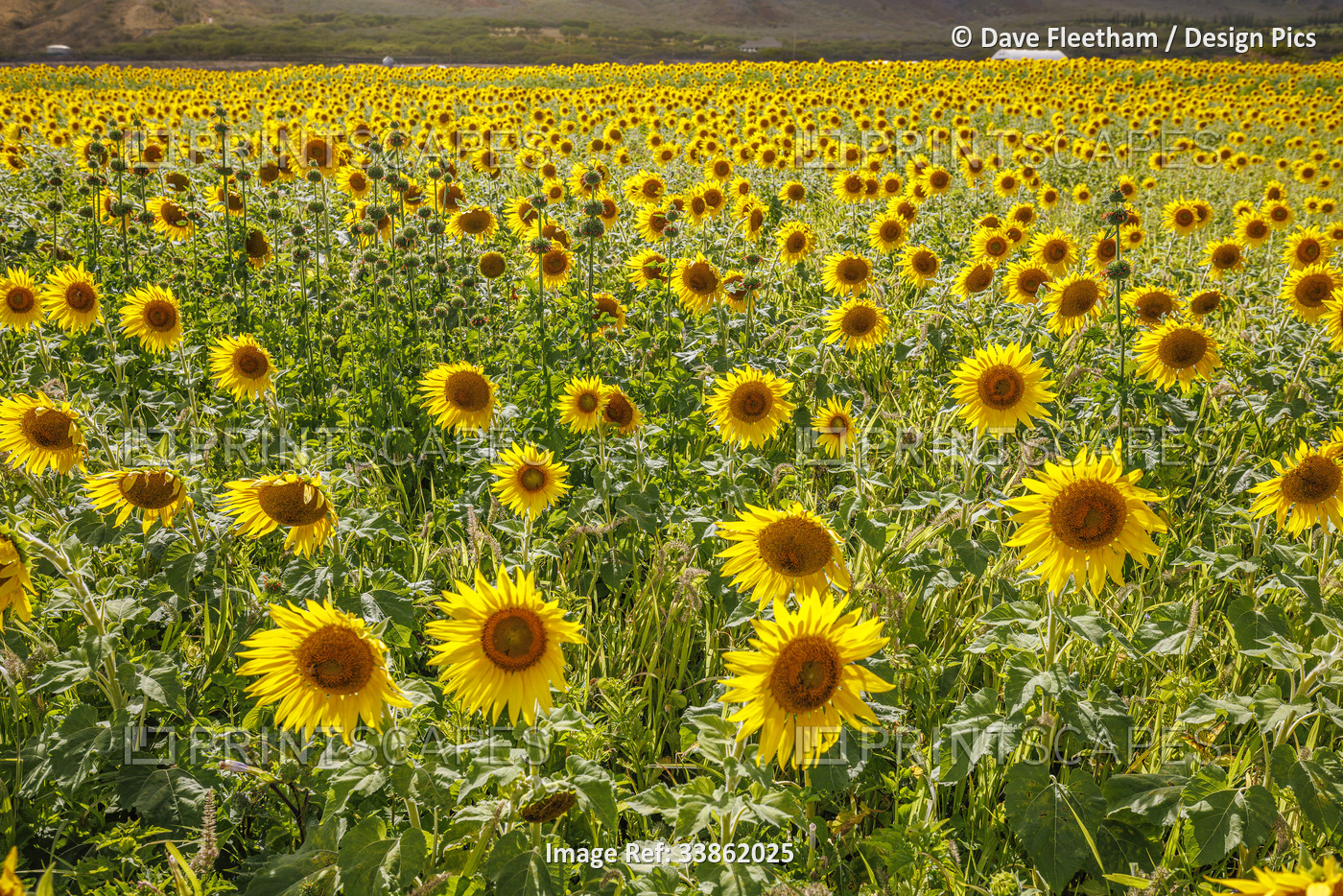 Large field of sunflowers in bloom on Central Maui. The flowers seeds will be ...