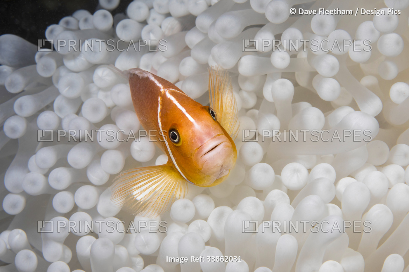 This pink anemonefish (Amphiprion perideraion) is in an anemone (Heteractis ...