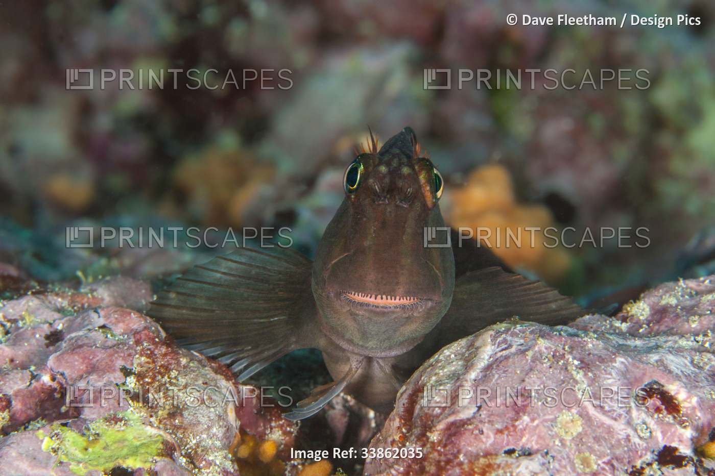 Large-banded Blenny (Ophiblennius steindachneri) can be found close to cracks ...