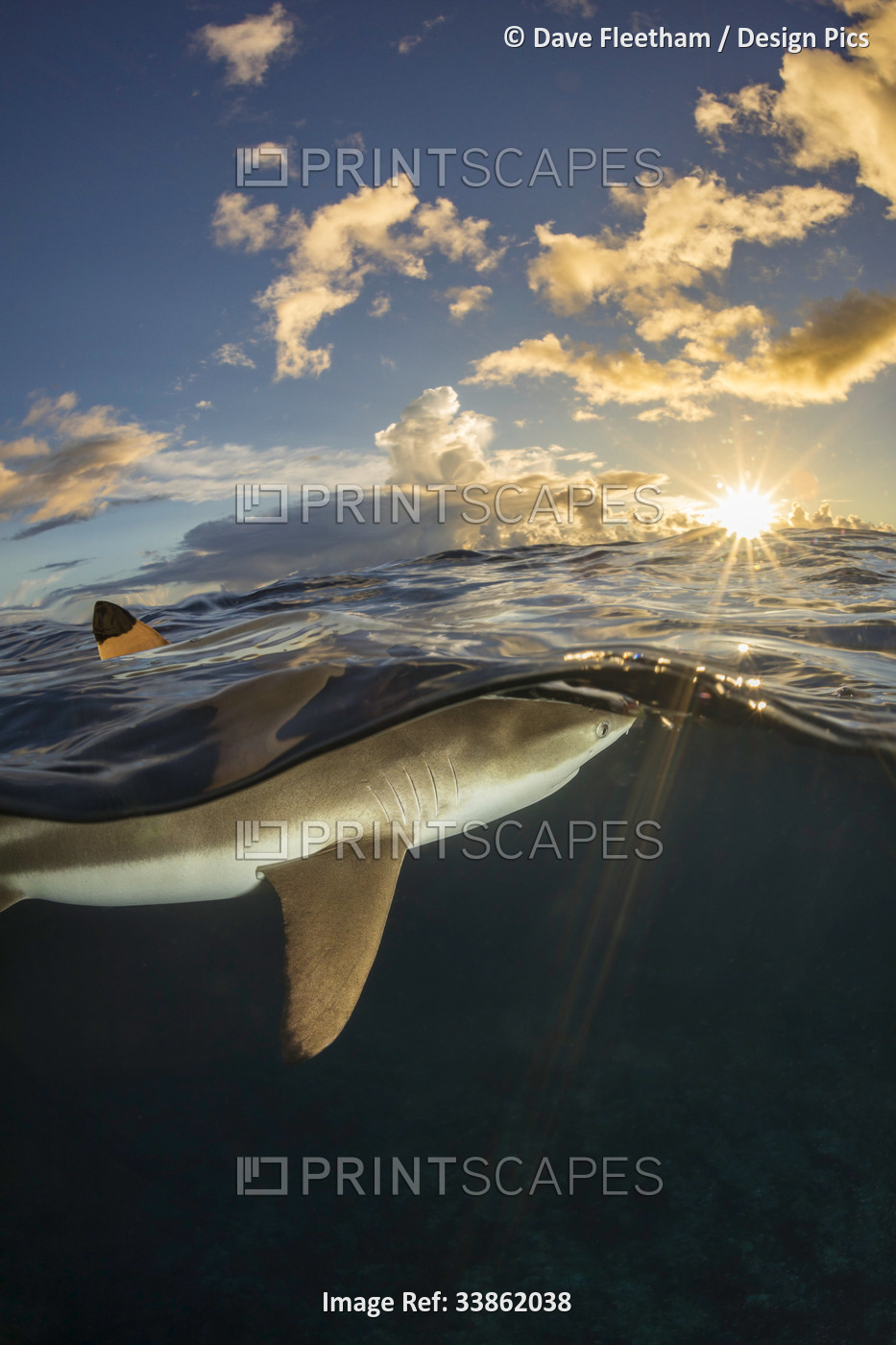 Dorsal fin of a Blacktip reef shark (Carcharhinus melanopterus) breaks the ...