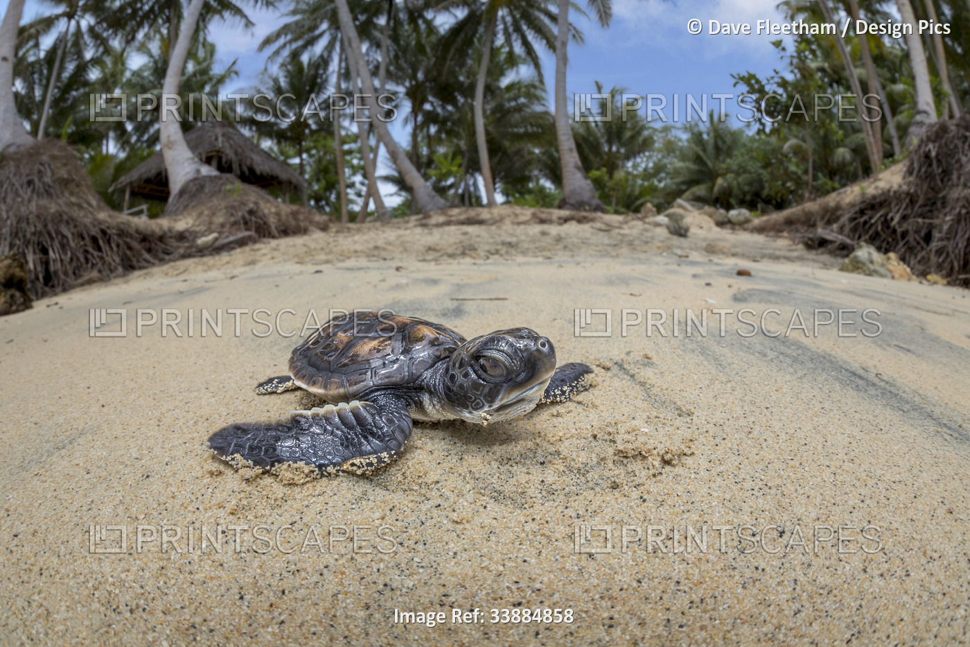 Newly hatched baby Green sea turtle (Chelonia mydas), an endangered species, ...