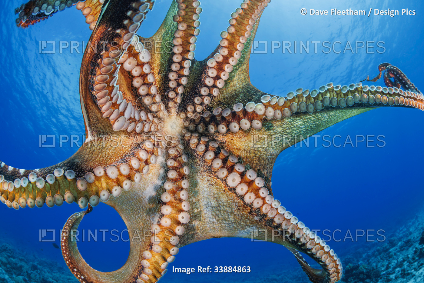 Day octopus (Octopus cyanea) is also known as the Big blue octopus. It occurs ...