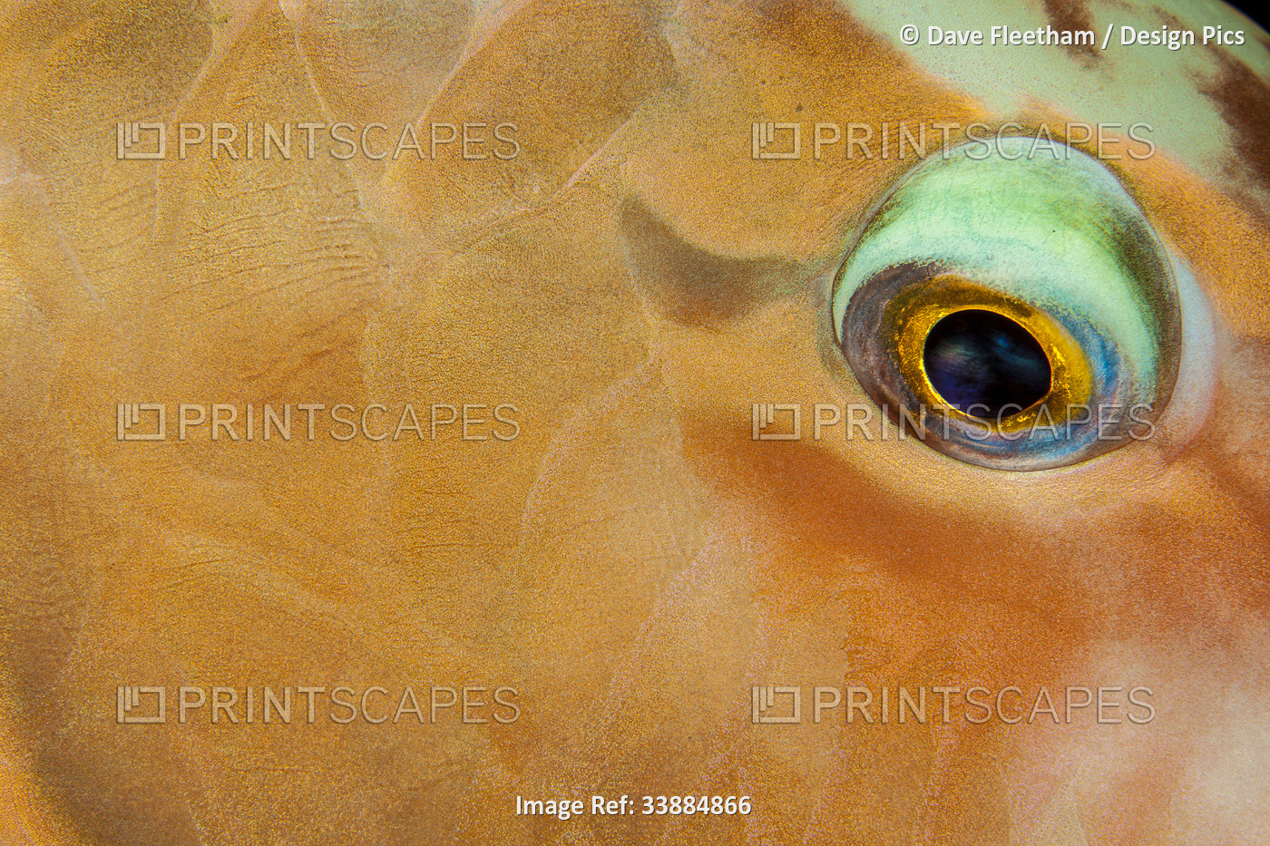 This close view of the eye and scale detail of a Pacific longnose parrotfish ...