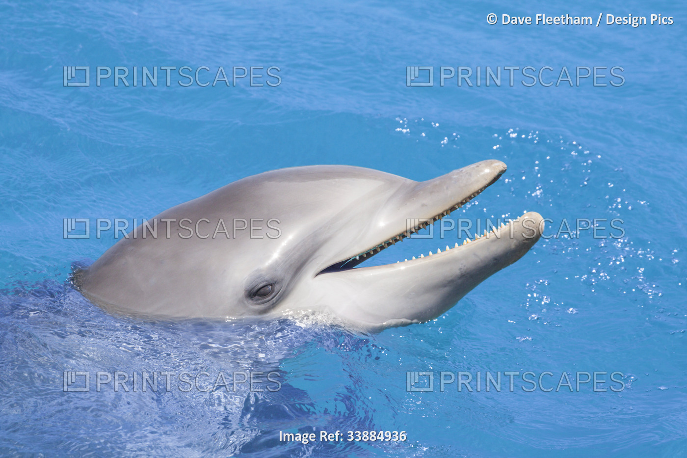 Common Bottlenose Dolphin (Tursiops truncatus) portrait; Curacao, Netherlands ...