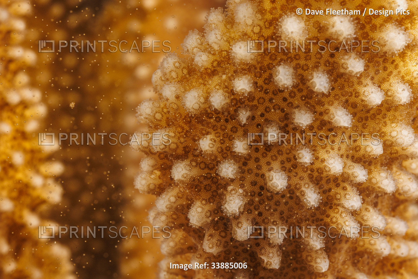 A close look the spawning polyps of antler coral (Pocillopora eydouxi), ...