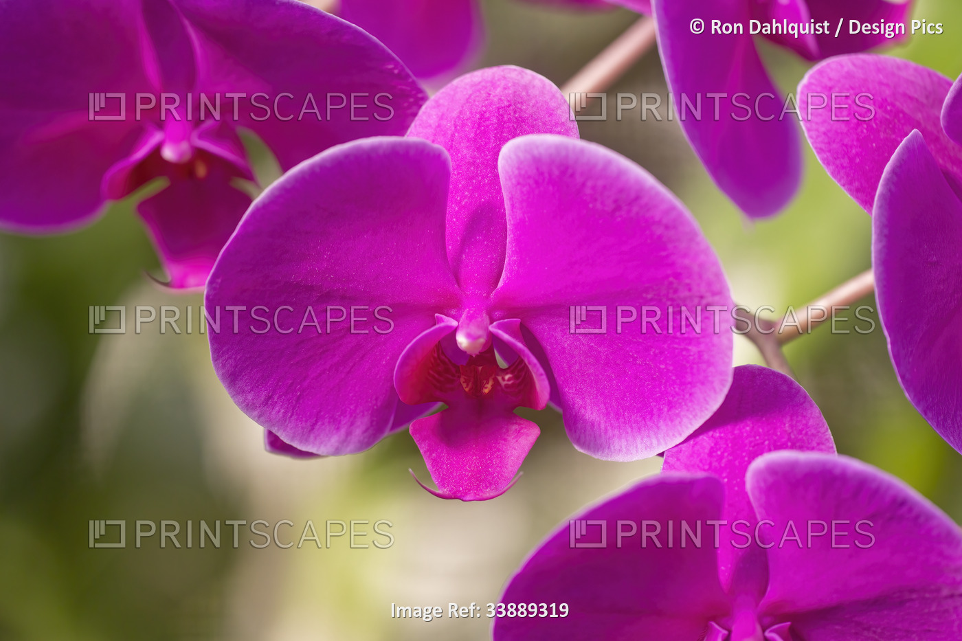 Purple Phalaenopsis orchid; Maui, Hawaii, United States of America