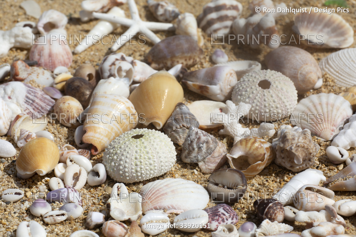 Close-up of a collection of sea shells on the beach; Maui, Hawaii, United ...
