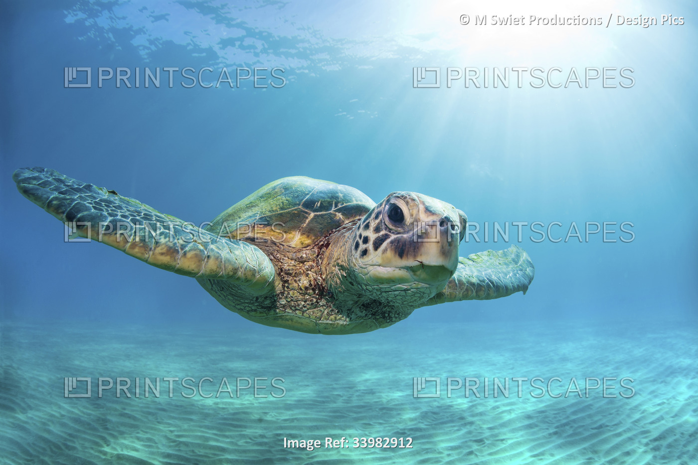 Close-up of a Green sea turtle (Chelonia mydas) swimming in turquoise waters ...