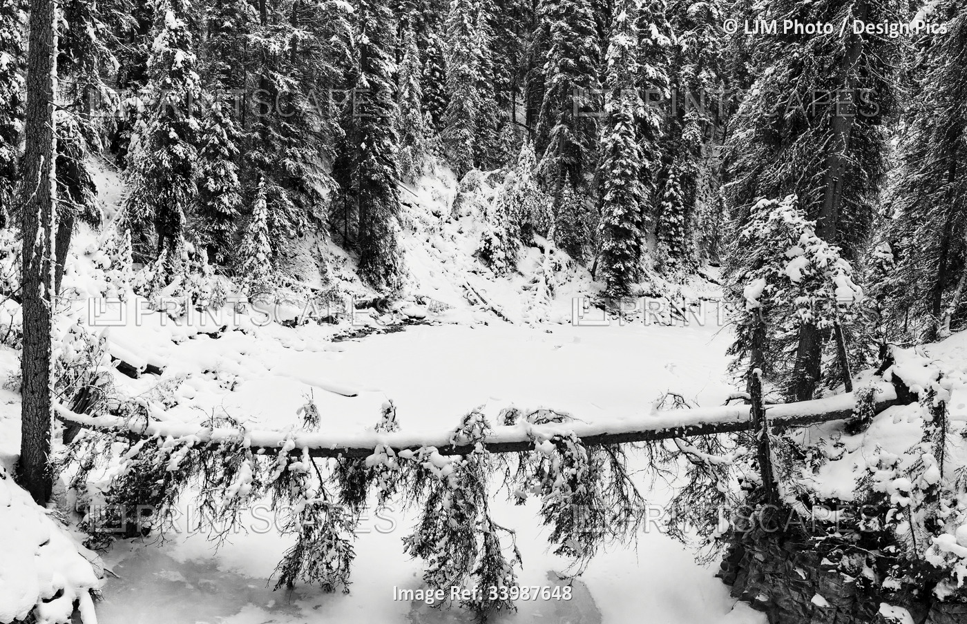 Fallen tree over a frozen stream during winter in Banff National Park; Alberta, ...